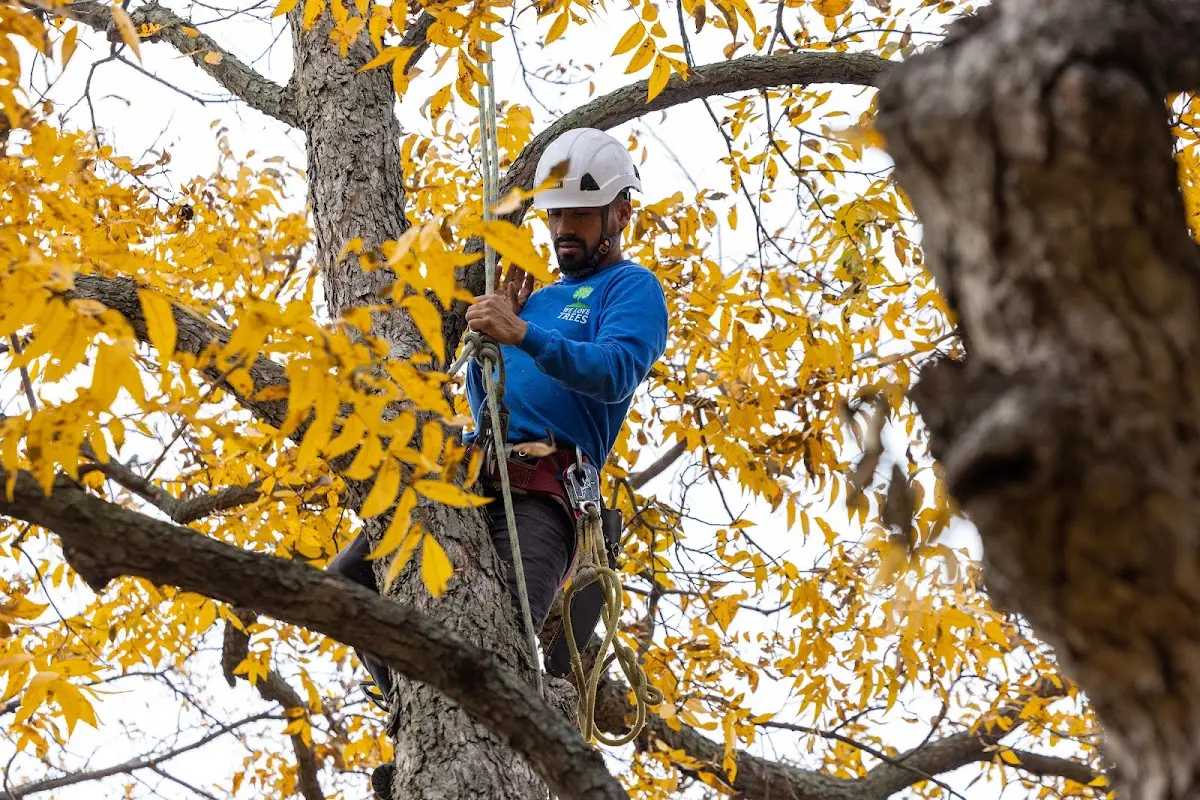 Skilled Emergency Tree Service crew working in Gooding